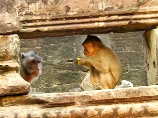 Poor injured monkey. The wild life of monkeys. The daily life of monkeys | Monkey Video