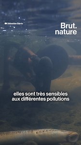 "C’est Dracula, il vampirise ses proies." Ce n’est ni un poisson, ni un serpent, mais un genre unique. On le surnomme le "vampire des mers" car, pour se nourrir, il se fixe sur ses proies avec ses rangées de dents circulaires et suce leur sang. Mais même s'il a l’air redoutable, il est aujourd’hui menacé, avec une diminution de ses effectifs de 80 % entre 1988 et aujourd’hui. Notre journaliste Florian Thomas est parti à la rencontre de cet animal fascinant avec le photographe Sébastien Barrio Ph