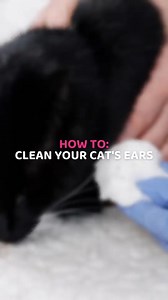 Ear problems can be painful and irritating for our feline friends, and if left over time, they may even cause serious symptoms such as loss of balance and hearing. 😿 It’s important to check your cat’s ears regularly, so you can keep an eye out for any issues that could be affecting them. 🐾 Here is PDSA Vet Nurse, Shauna, to demonstrate the steps of how you can safely clean your cat’s ears at home. | PDSA