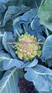 Is it a broccoli or a cauliflower?? 🌱🌱🌱 Answer: Cauliflower!! Romanesco cauliflower is a vibrant green vegetable known for its striking, fractal-like appearance. It has a crisp texture and mild, nutty flavor. Its spiraled florets grow in a natural Fibonacci sequence, making it look extra impressive in your garden! The best part: this variety tends to be easier to grow than other cauliflower varieties we’ve tried ♥️ . . . #cauliflower #cabbagepatch #vegetablegarden | Seattle Urban Farm Company