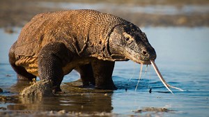 Filming Komodo Dragons for ‘Planet Earth II’ Is More Dangerous Than It Looks