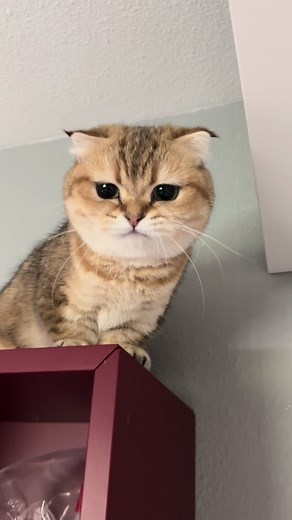 😯 What are you complaining about today? #grumpycat #meowing #fyp #kitten #cat #catoftiktok #foryou #munchkincat #meowmeow #tinyfoldmunchkin