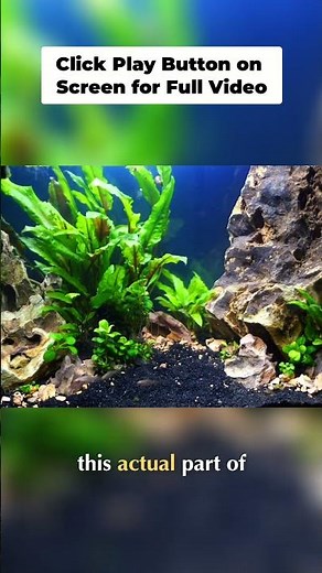 Clean Dragon Stone: Prevent Cloudy Aquariums & Save Fish!