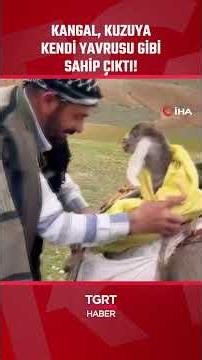 Kangal Dog in Sivas Protects Newborn Lamb by Cuddling It #shorts
