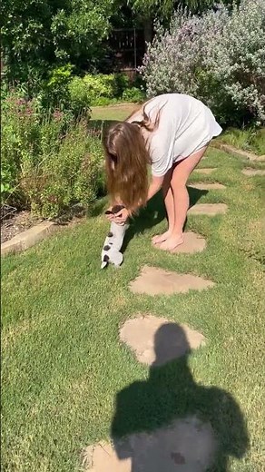 WIREHAIRED POINTING GRIFFON PUPPIES RTG 6/23