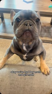 Now we have dog math | Kash.d.frenchie