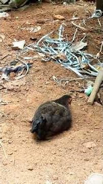 മണ്ണിൽ കുളിക്കുന്ന കോഴി | chicken mud bath | kombanad koya | chicken farm #hen #chicken #farm hen