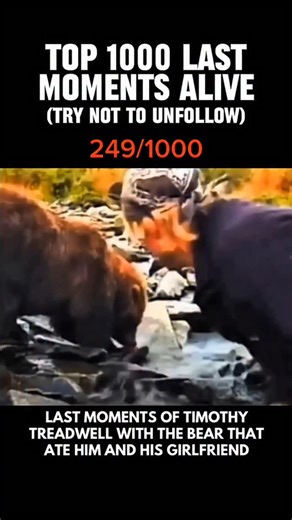 lastmomentsalive on Instagram: "In 2003, wildlife enthusiast Timothy Treadwell and his girlfriend Amie Huguenard were killed while camping in Katmai National Park, Alaska. Treadwell had spent years living among wild grizzly bears, documenting them up close and believing he had formed a special bond with the animals. Late in the season, a bear attacked the couple at their campsite, killing both. Audio of the attack was recorded but has never been released publicly. Investigations concluded the be