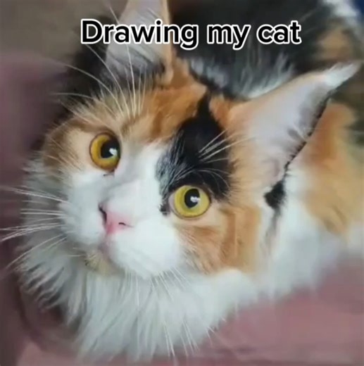 Drawing my cat. My cat is very cute :3 ♡🐾🐈🐈‍⬛️ #Cat #catart #Cute #calico #calicocat #mainecooncat