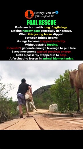 The Physics Behind This Foal Rescue ⚙️🐴