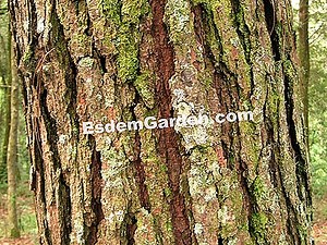 Willow Menangis Saya Ditutup Dengan Bintik Coklat Dan Rantingnya Dan Pada Daun Akhirnya Mati Dan Jatuh. Apakah Penyakit Yang Saya Alami Dan Bagaimana Untuk Merawatnya? 🌿 Semua Tentang Berkebun Dan Reka Bentuk Taman - 2025