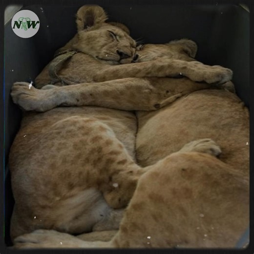 4.2K views · 291 reactions | Heartwarming Rescue: Lion Cubs Find a New Home in Jordan—[Full story in 헰헼헺헺헲헻혁]#fblifestyle | Adorable Things | Facebook