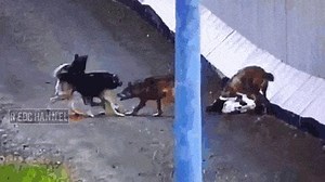 Wolves killing a dog while its friends watch