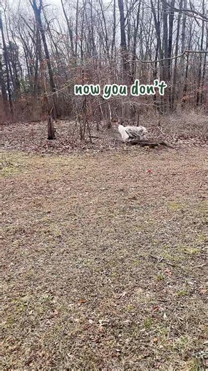 magic trick #camo #goldenretriever #dogsoftiktok #dog #spring | dog