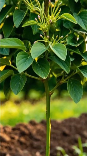 “From Seedling to Bloom: Watch My Saffron Tree Grow 🌿✨Saffron #PlantGrowth #Gardening #HomeGarden