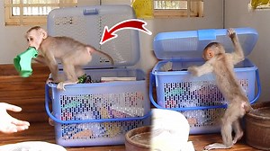 229K views · 5.2K reactions | Jessi Being Respond Her Dress Up After Bath, Jessi Listen To Mom And Did What Mom Requested | Monkey Jessi | Facebook