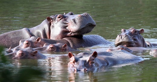 Colombia's hippo population problems