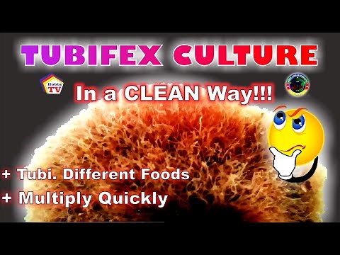"How to Culture Tubifex" : In a Clean Way