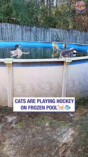 10K views · 175 reactions | Bunch of cats are playing ice hockey on frozen pool  | Bright Side Fun | Facebook