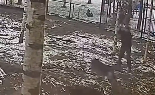 The man who was attacked by wolves in his garden defended himself with a shovel.