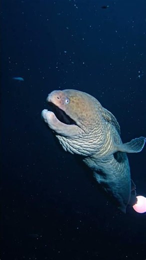 This Deep-Sea Eel Swallows Prey BIGGER Than Itself! 🤯 #Shorts