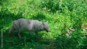 Arctic wolf (Canis lupus arctos)
