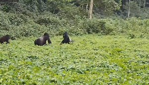 It's very common to see #silverbackgorilla fight for dominance🦍🦍. Usually, a #silverback that wins takes all females. Who wants to lose power?🦍😅 Encounter Uganda's Majestic Mountain Gorillas on a Journey into the Heart of the #bwindiimpenetrableforest. A trek into the misty rainforests of Uganda offers a rare and unforgettable encounter with these gentle giants. #MountainGorillas, one of the rarest & most #endangeredspecies on the planet, are found only in the dense forests of Central Africa