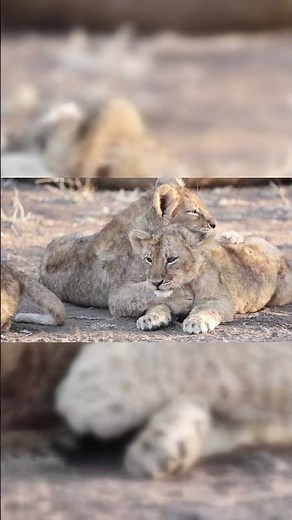 Lion Cubs Unleashed: Learn Their Secrets to Playful Survival and Wild Adventure!