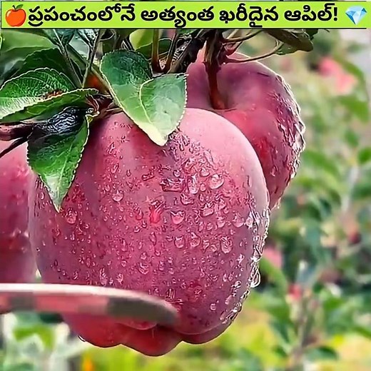 Black Diamond Apple 🍎 | The Rarest Apple in the World 😲