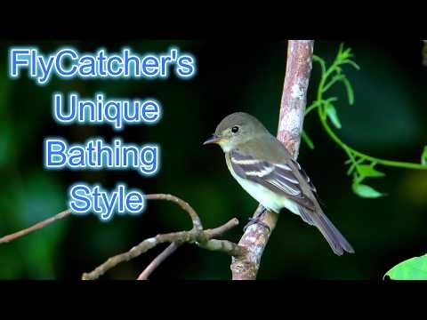 Flycatchers Unique Bird Bath Style #birds