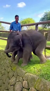 Funny two adorable baby elephant's playtime! | Daily Elephant