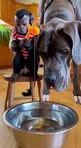 I've been here for hours and haven't caught a single kibble. | Sweet Life Mantra