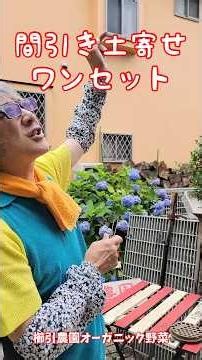 ニンジンの間引き#間引き 土寄せワンセット#間引きは大事#四ツ星てんとう虫#家庭菜園 #櫛引農園 #自給率アップ #オーガニック野菜 #津軽弁