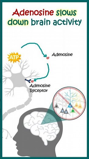 How coffee affects our brain? How coffee makes us feel energetic