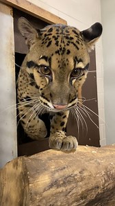 76K views · 2.1K reactions | ❤️ With their warm golden-hued eyes,...