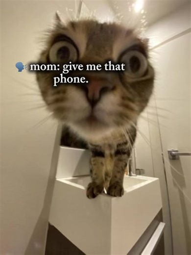 Creating Hilarious Cat Memes with CapCut
