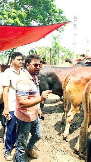 গরুর দাম কত? Saiful Bepari?