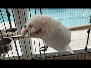 Sweetest Cockatoo Cuddle Moment Ever! ❤️🦜