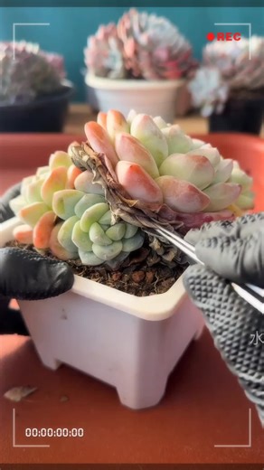 Relaxing ASMR Succulent Leaf Peel for Plant Lovers