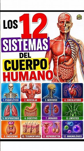 The 12 systems of the human body