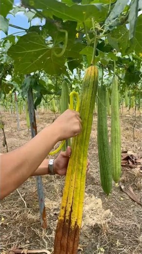 Fruit Turns into Momos Tray 😲🍽️