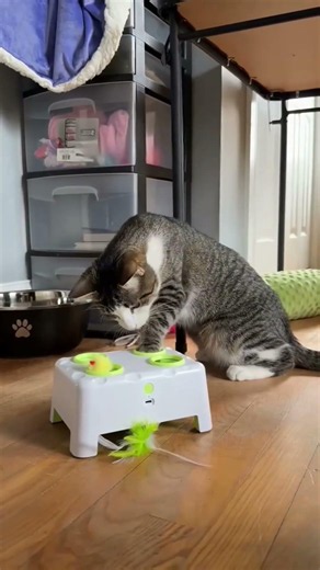Automatic cat toy box #cat #bestpetsupplies #pets