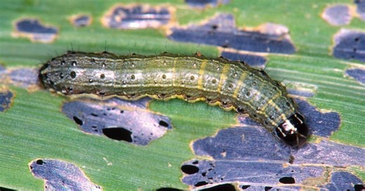 Fall armyworms return to Nebraska in droves, posing threats to lawns, crops