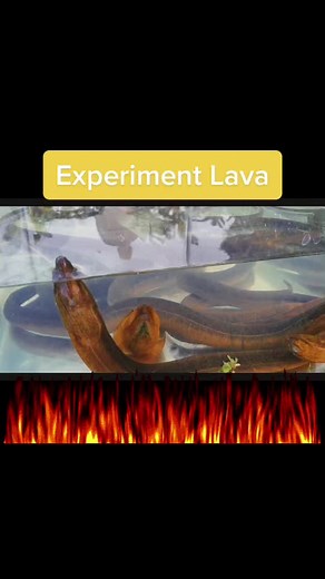 Experiment Lava vs Electric Ell🔥🔥 #fyp #experiment