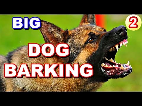Big dogs barking 2!