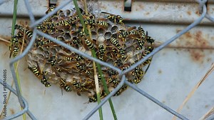 Wasp's nest full of wasps, close up shot, real time, no people