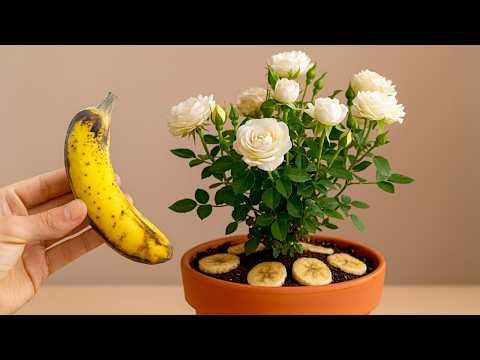 I Used Rotten Bananas… My Roses Grew Roots Overnight!