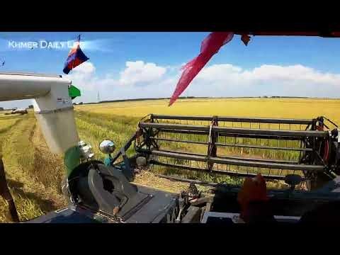 Modern Rice Harvesting Machine in Action | Farming Technology Cambodia 🌾