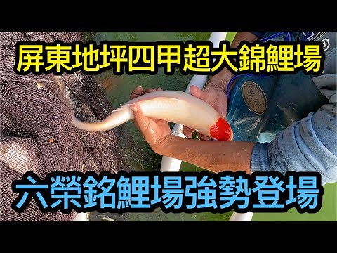 超大錦鯉魚場-魚樂圈開拍以來最大魚場強勢出場,佔地四甲的六榮銘鯉場，帶你認識錦鯉的品項,教大家怎麼養出漂亮的錦鯉，讓專業的魚師傅帶大家認識錦鯉魚世界