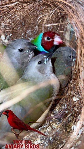 Gouldian Finch Breeding | Bird Chicks Development from eggs to adults | From 0 to 24 days | Sounds